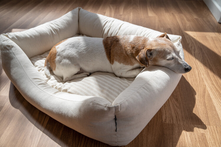 Cozy Pet Beds For Restful Days
