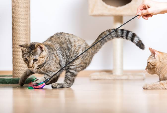 Engaging Pet Toys For Daily Play