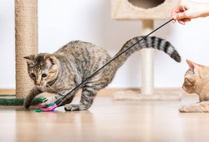 Engaging Pet Toys For Daily Play